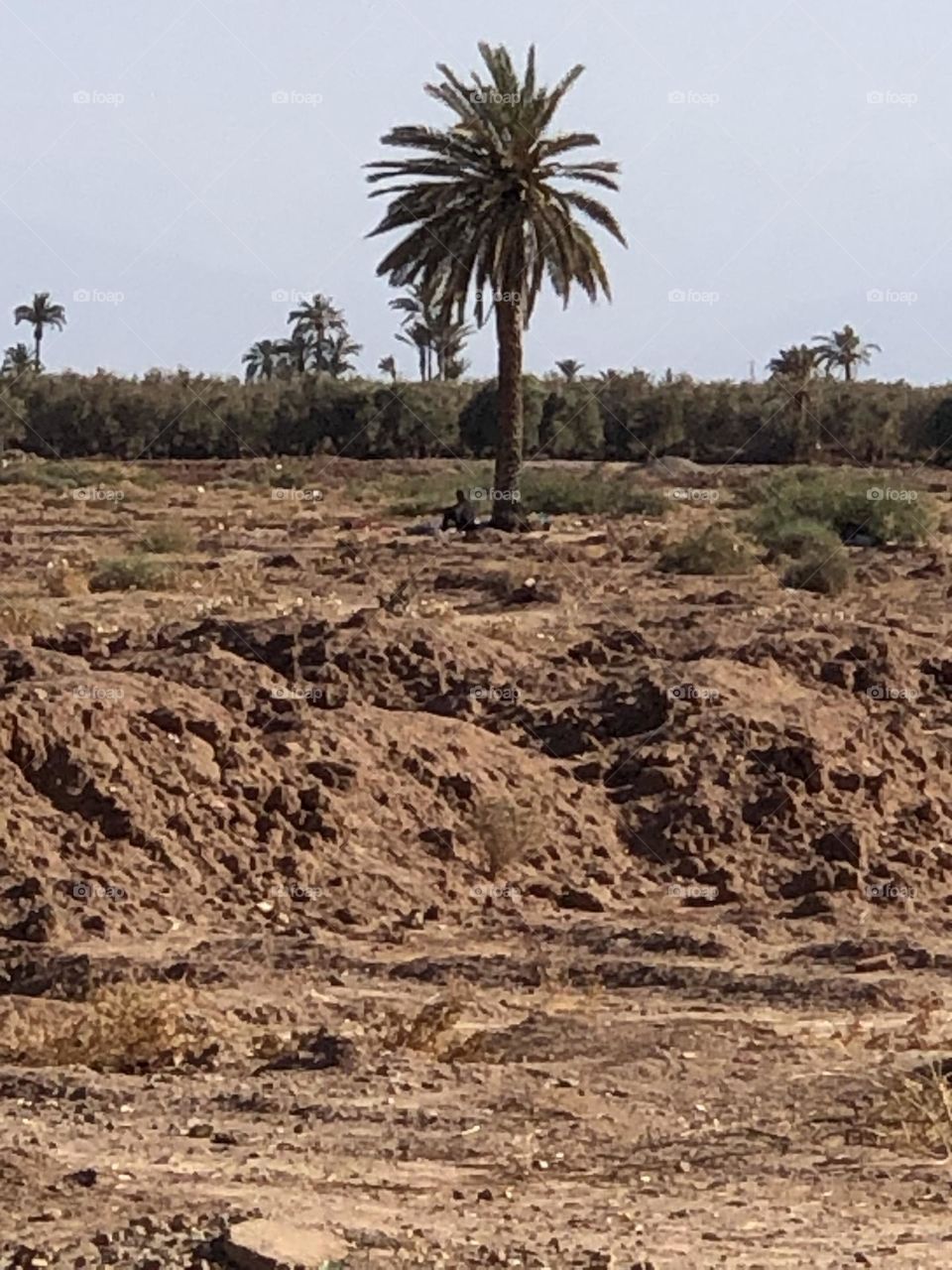 Beautiful palm tree in nature 