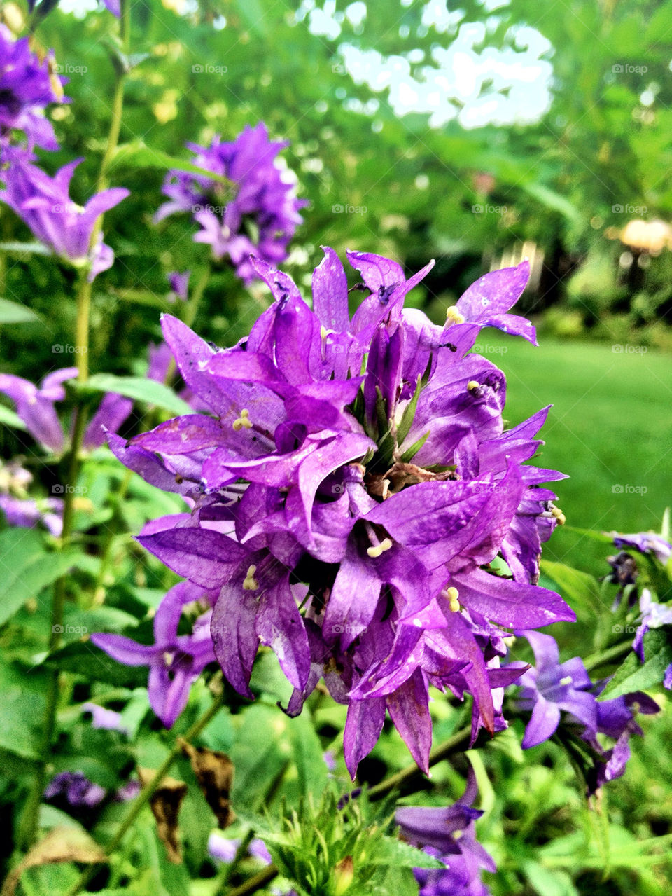 flowers grass purple beautiful by stykellee