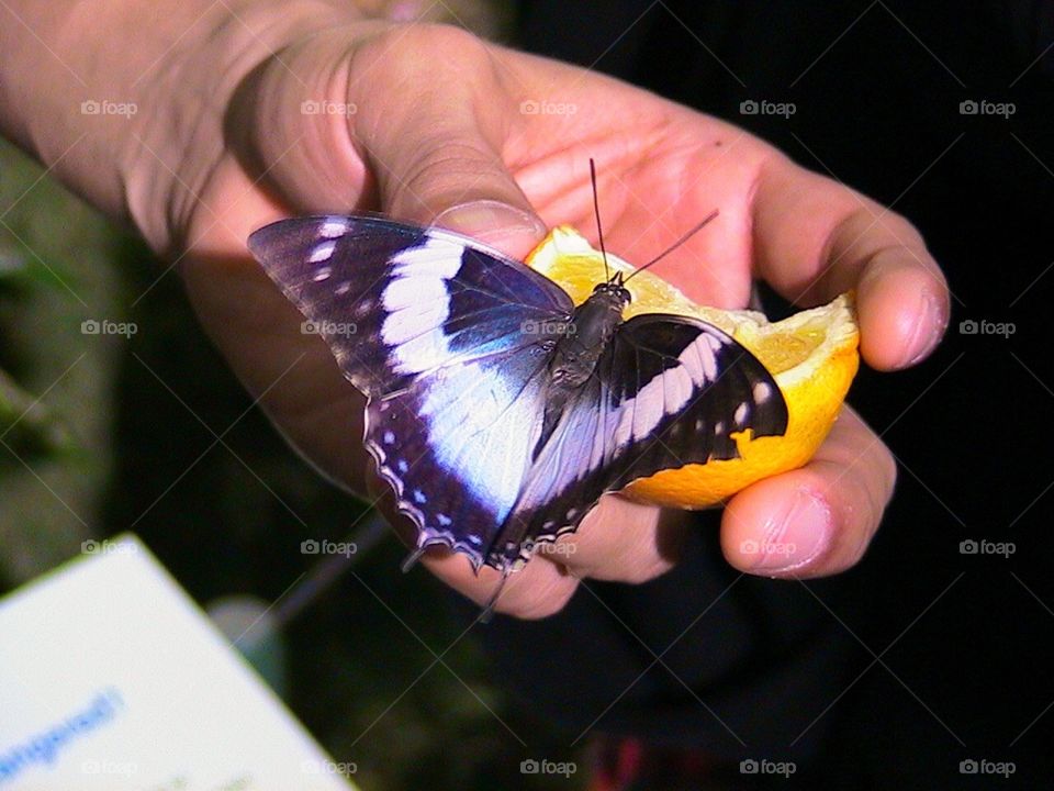 Butterfly on lemon