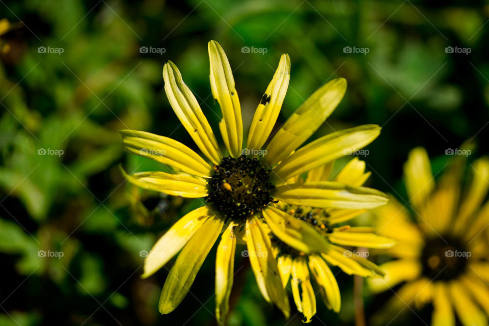 portrait of a flower