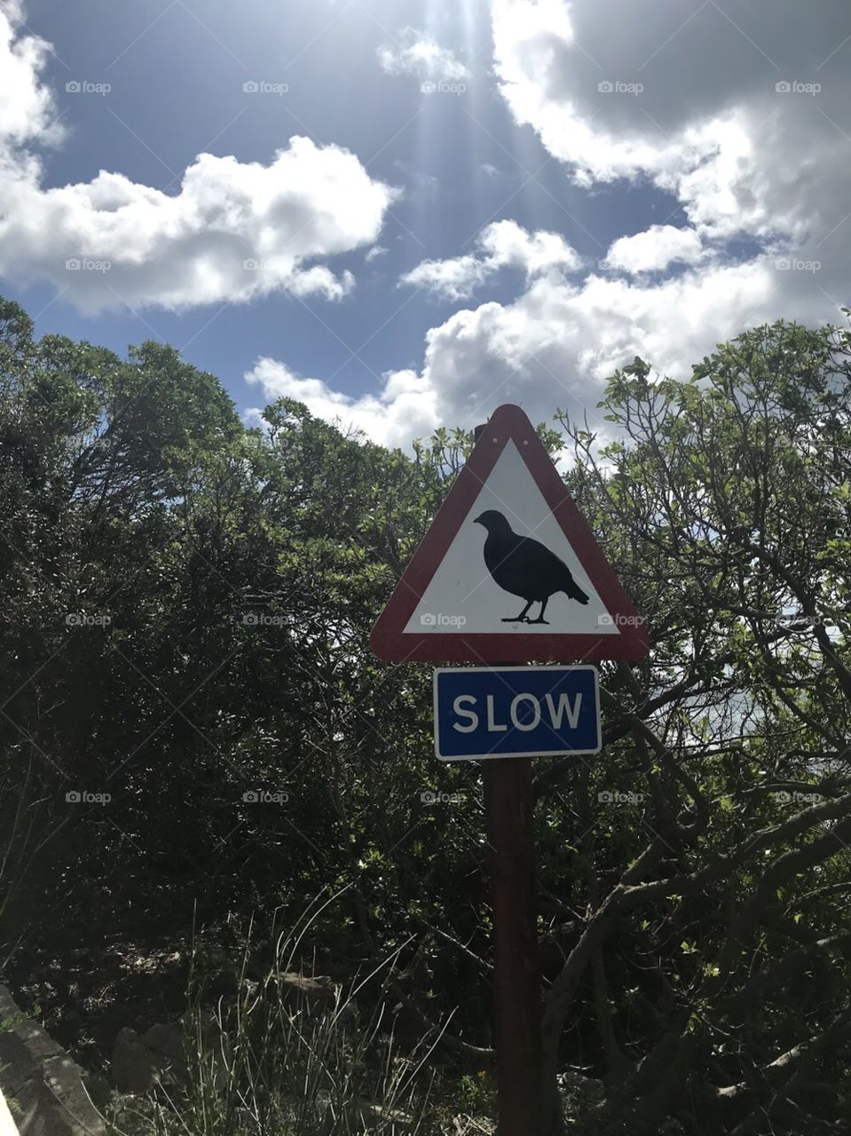 Slow bird sign with trees and blue sky clouds 