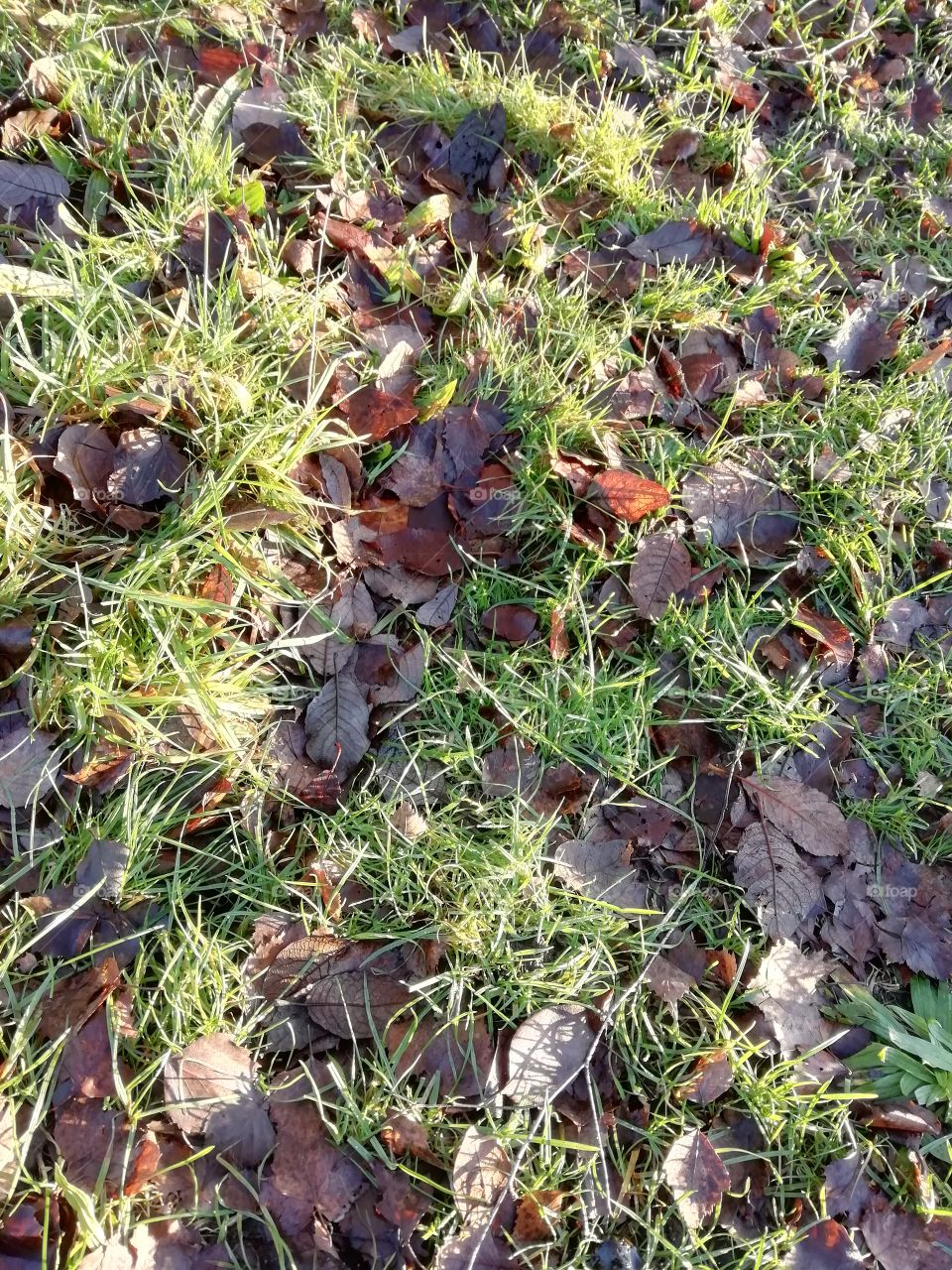 close-up of winter grass and leaves.