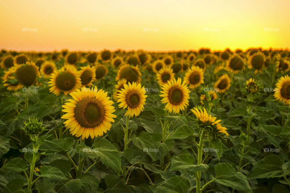 field of blooming sunflowers on a background sunset