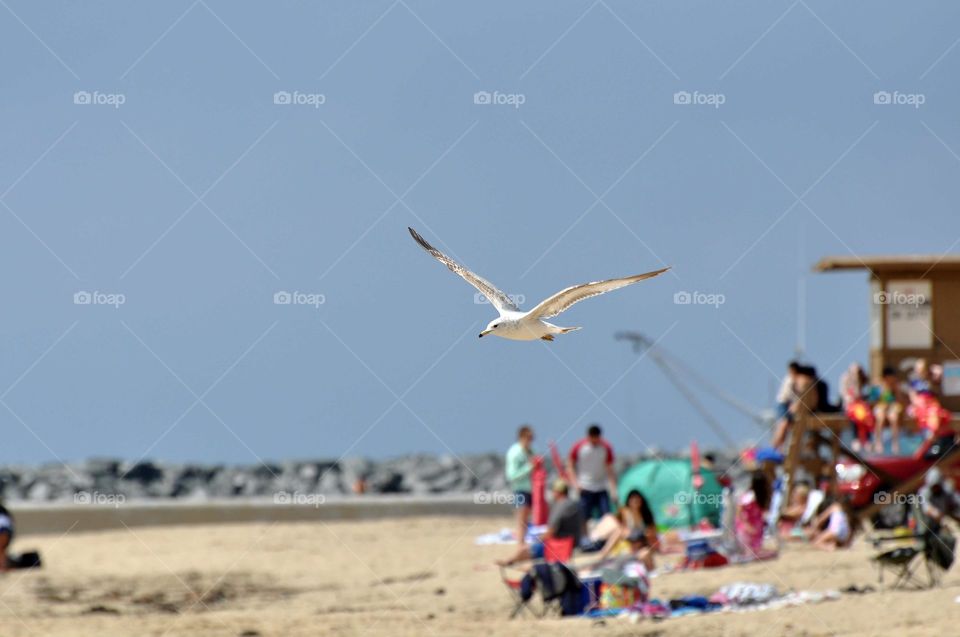 Flying seagull