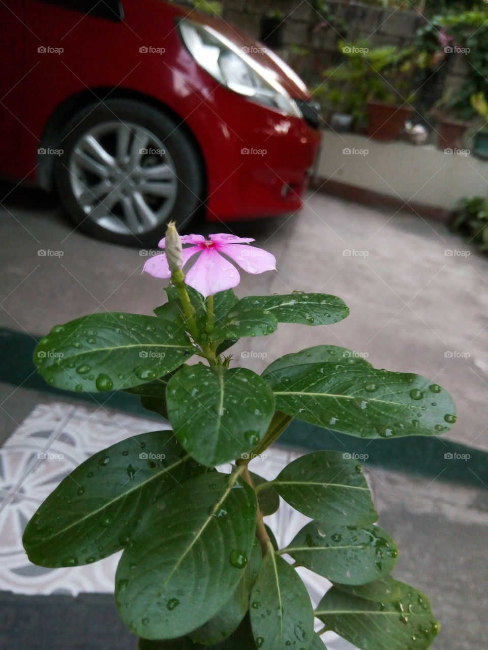 No Person, Leaf, Garden, Summer, Nature