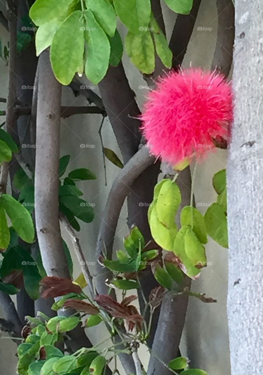 Close-up of pink flower