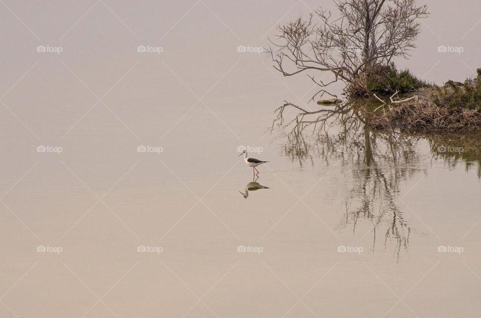 reflections of bird and tree  in a very still lake