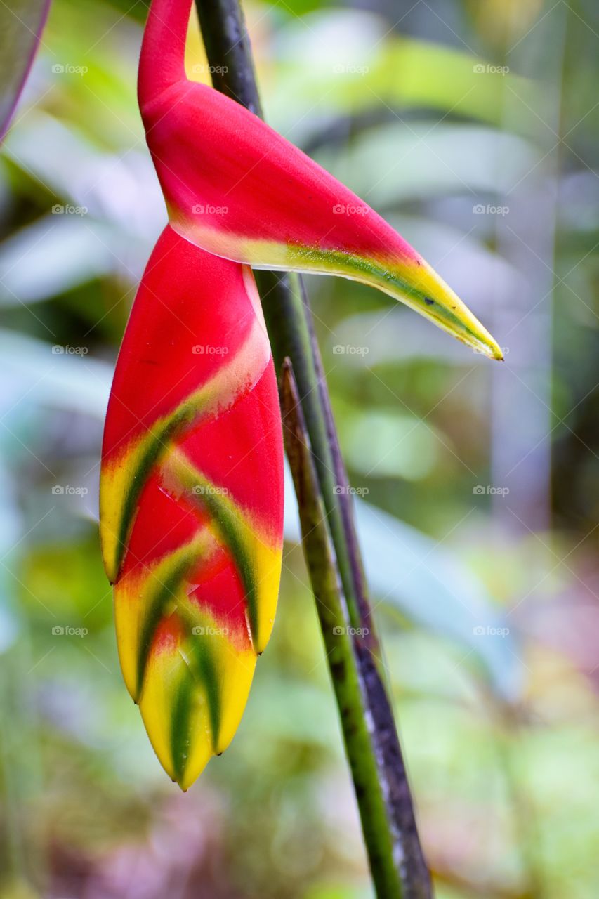 Lobster claw plant (Heliconia rostrata) has large, brightly hued bracts that cluster up a stem. Heliconia lobster claw is also called parrot flower.