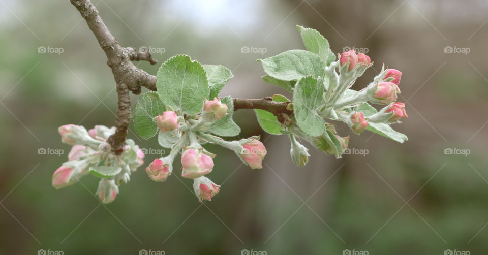 Green leaves and buds on the branch of tree at blurred background.