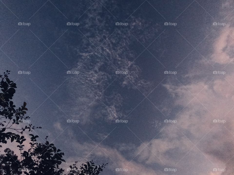 Spaced out clouds. You can make out pointed Ears and a set of eyes and a long snout. 