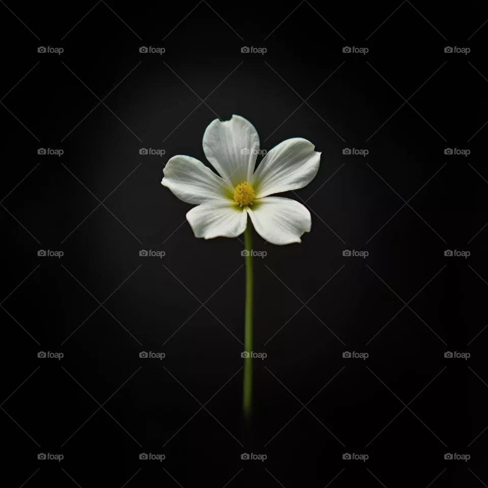 white flower on black background