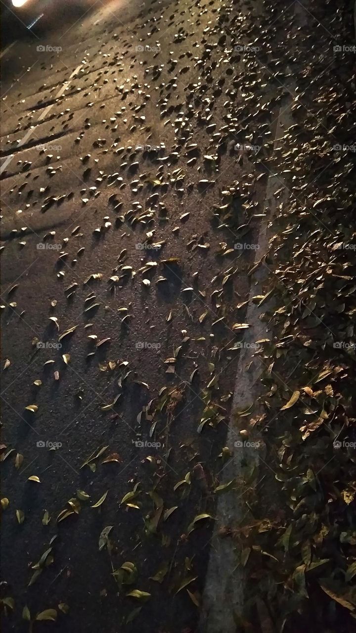 fallen leaves on the road at night