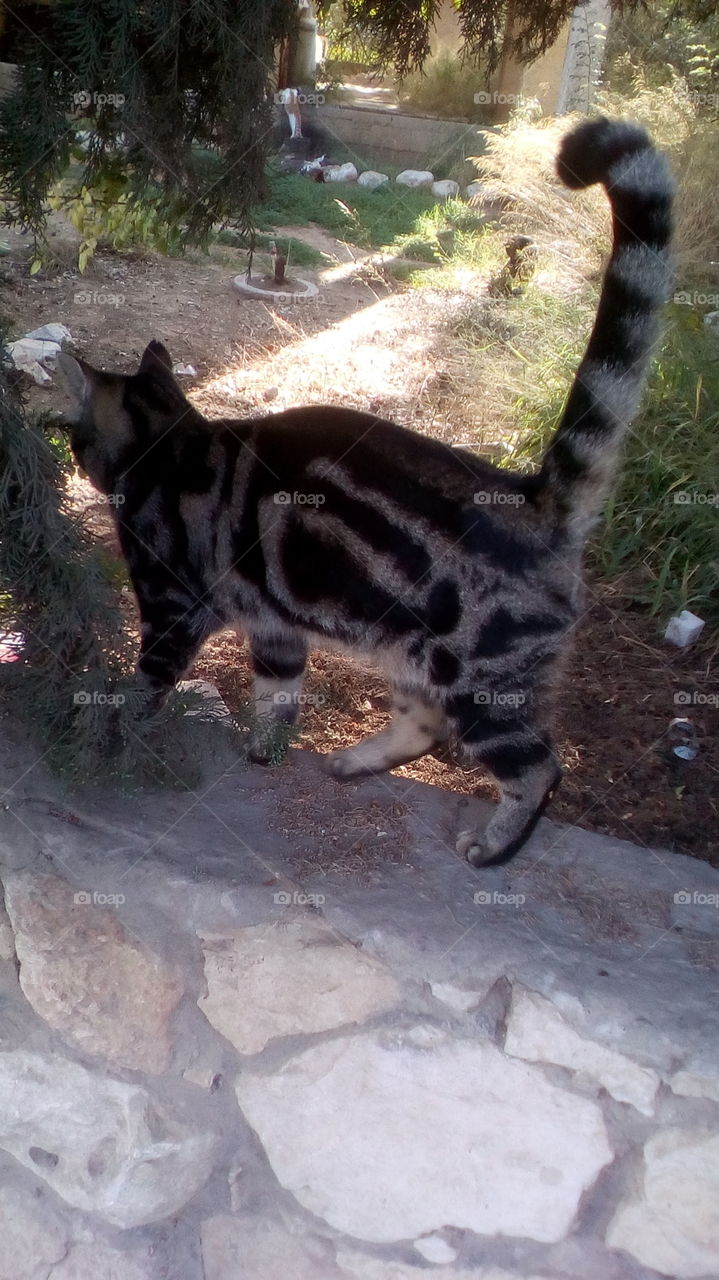 Cat  on the stone in nature