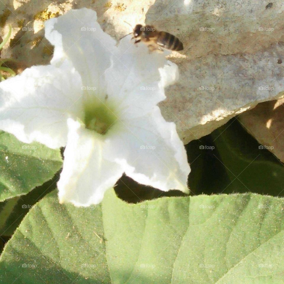 A beautiful bee on flowers.