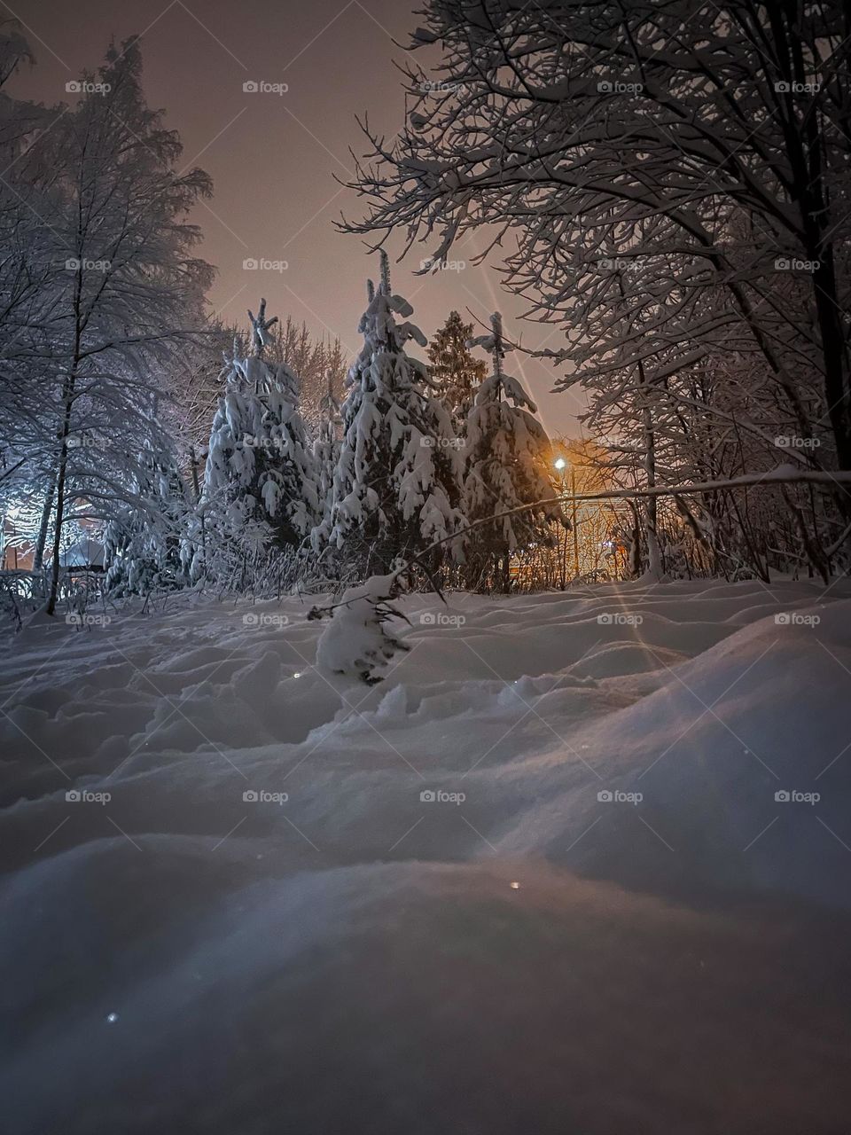 Night scene in winter forest