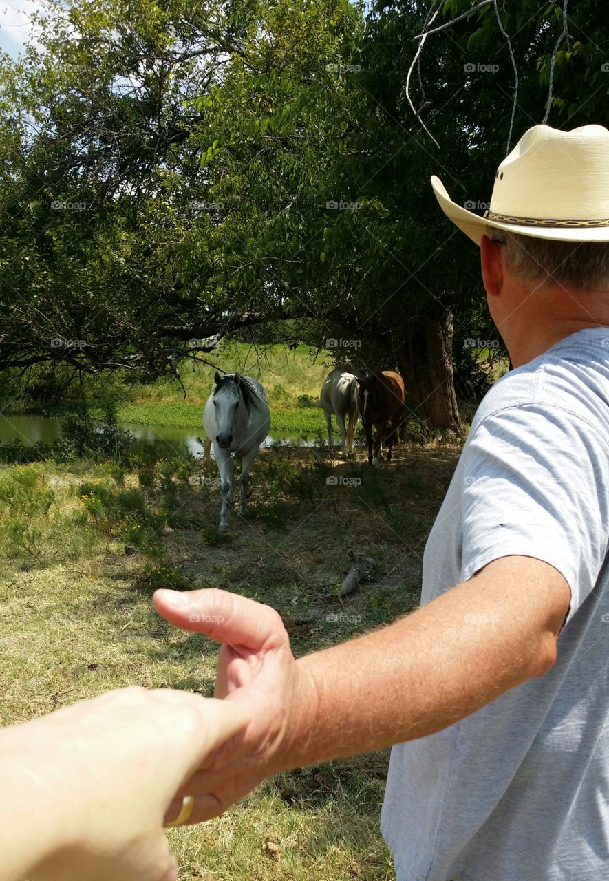 Follow Me To Pet the Horses