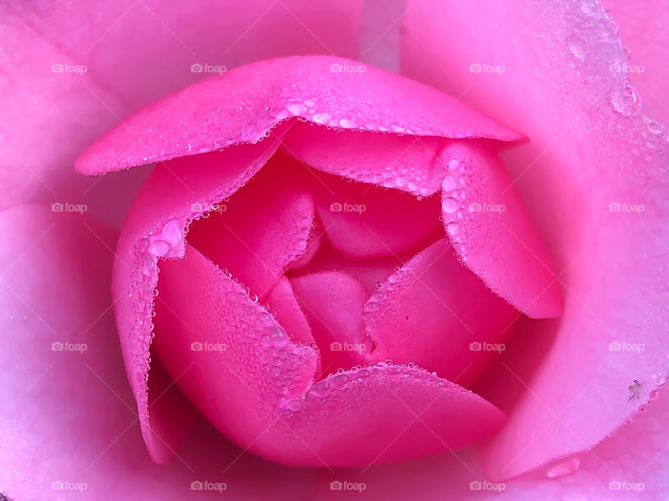 Rose Bloom