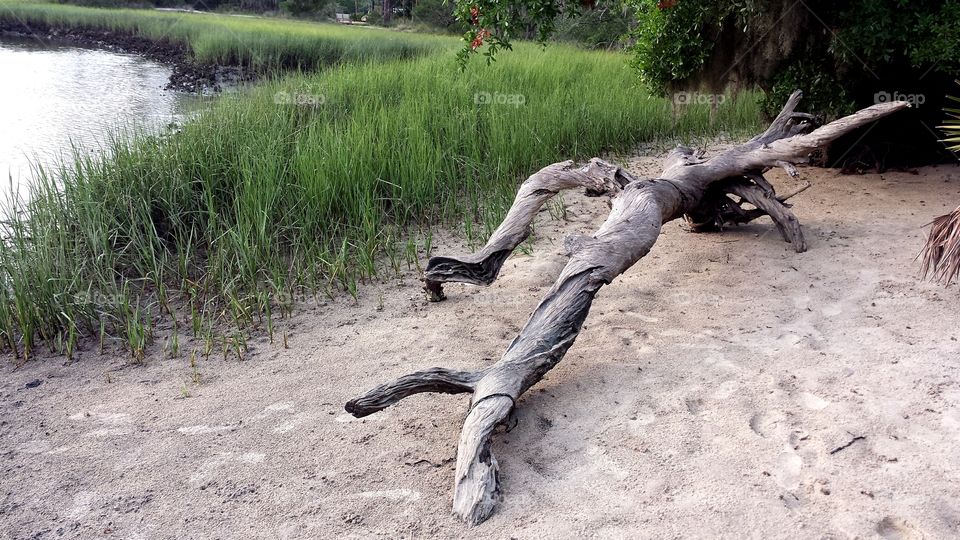 Driftwood at the Marsh