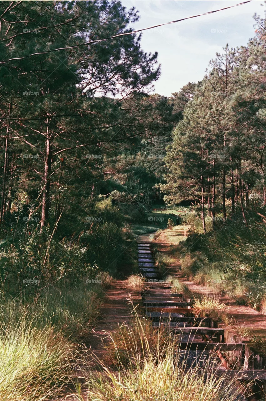 Lost in the forest