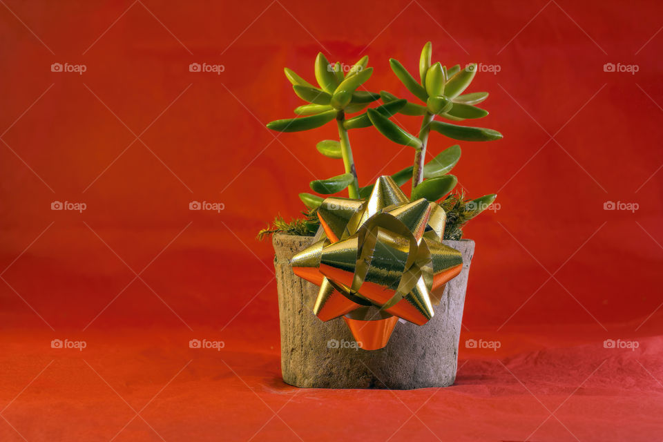 Holiday jade plant with golden bow