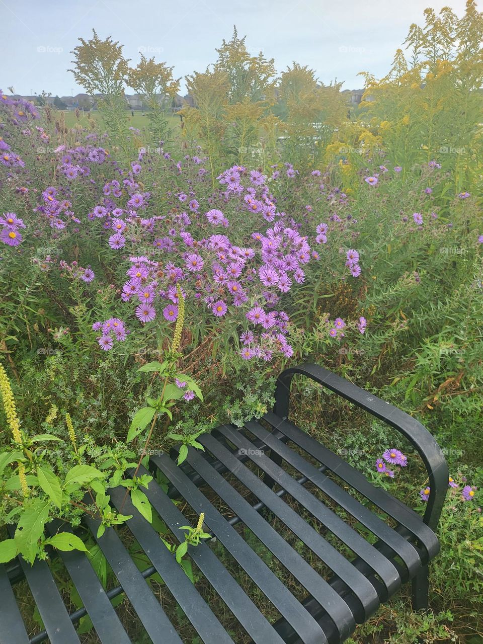 wild flowers, bench, park, greenery, wilderness, wild, purple, yellow, flowers, purple flowers, steel bench, scenic, sitting,