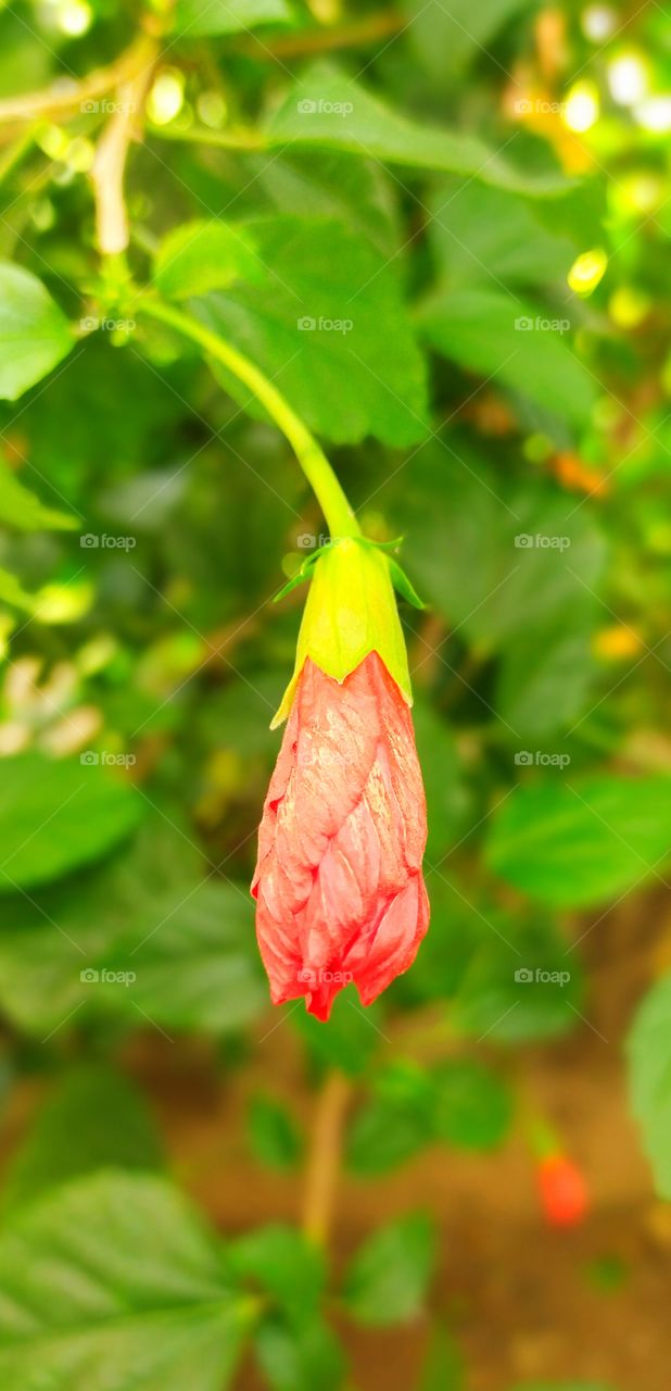 A beautiful bud of red Hibiscus