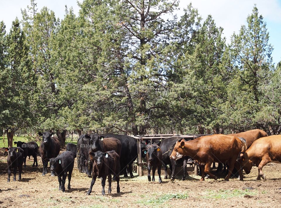 Black and brown cows and calves enjoy their meal of hay at the feeder in rural Crook County in Central Oregon on a sunny spring day.