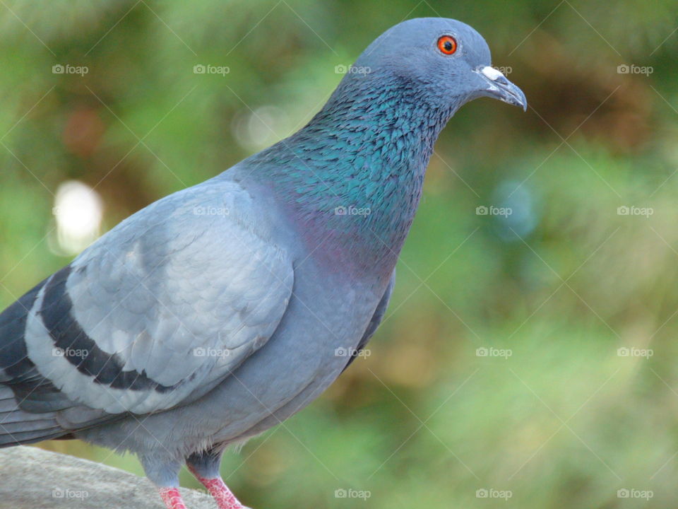 Indian pigeon with blur background