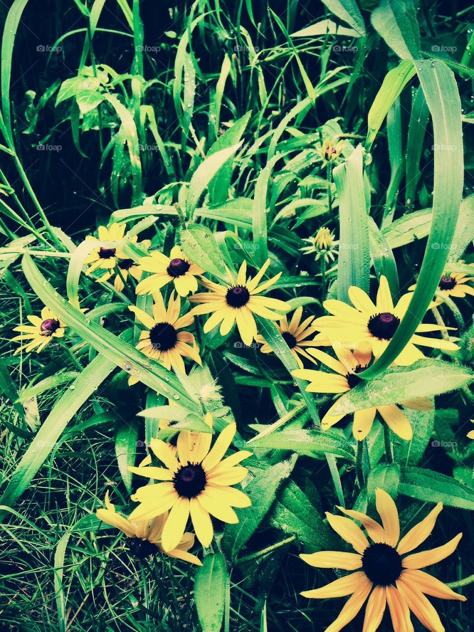 green flowers garden yellow by jmh