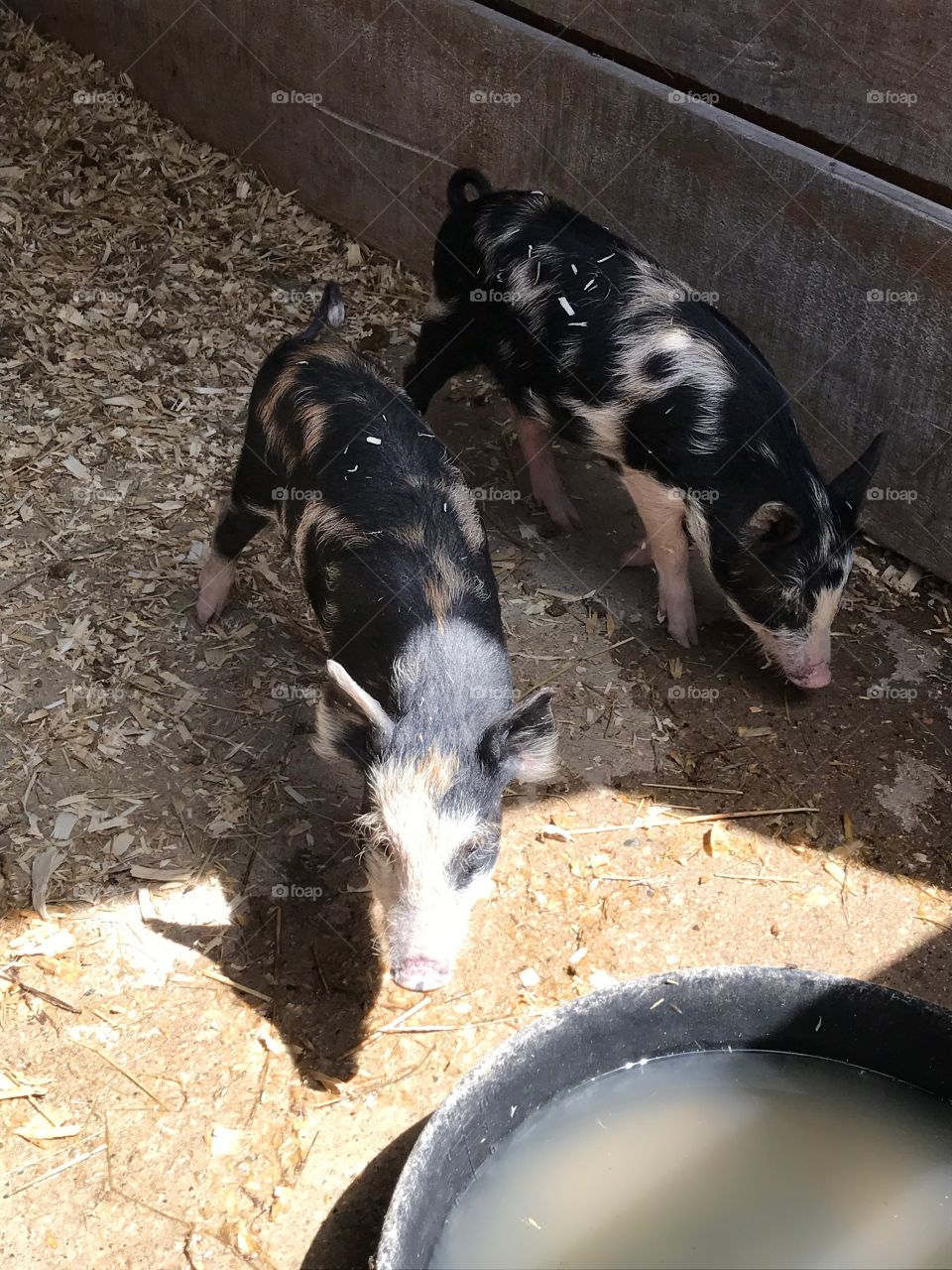 Adorable Spotted Baby Piglets - Sunny Day Out on the Farm - Rustic Country Livestock - Cute Pigs in Pen 