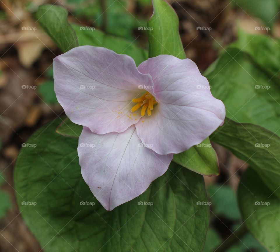 Purple Trillium flower on plant