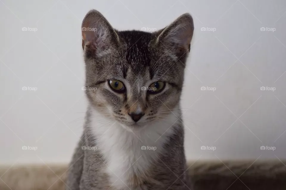 Whiski