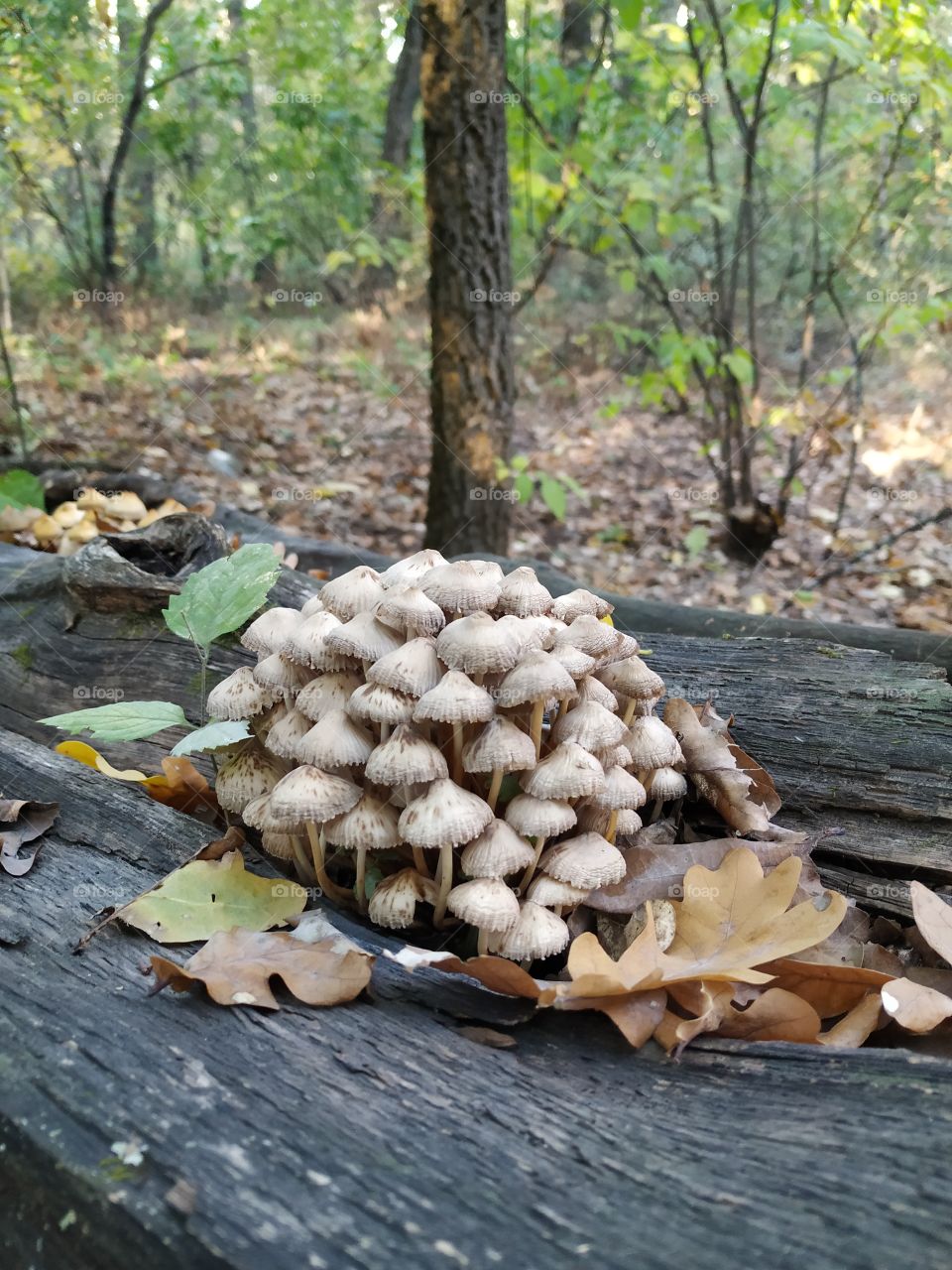 The huge family of mushrooms in the autumn