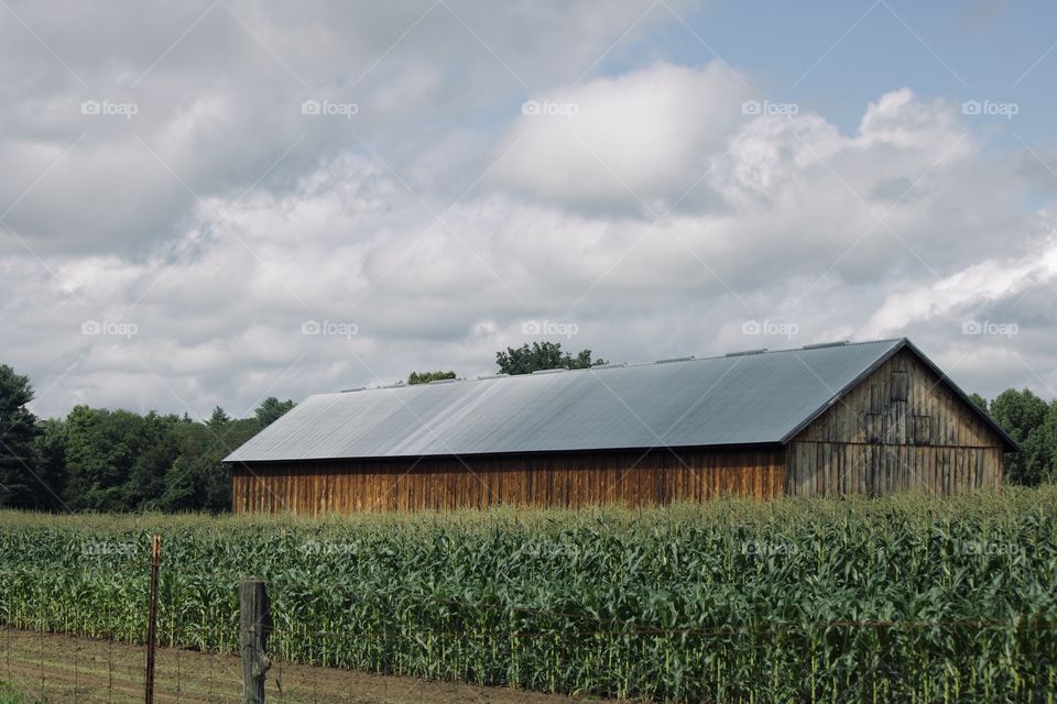 New England corn farm