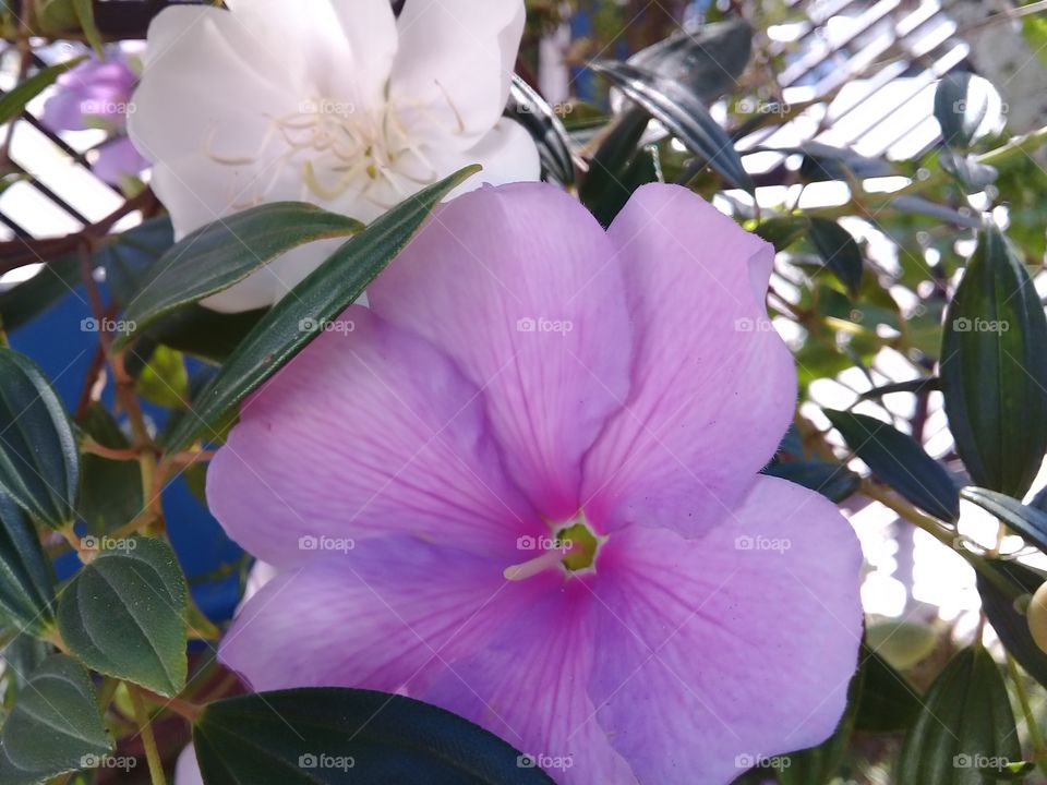 Manaca da serra. ( tibouchina mutabilis) Tree typical of the Brazilian Atlantic forest. The flowers are Born white,they stay pink and die purple.