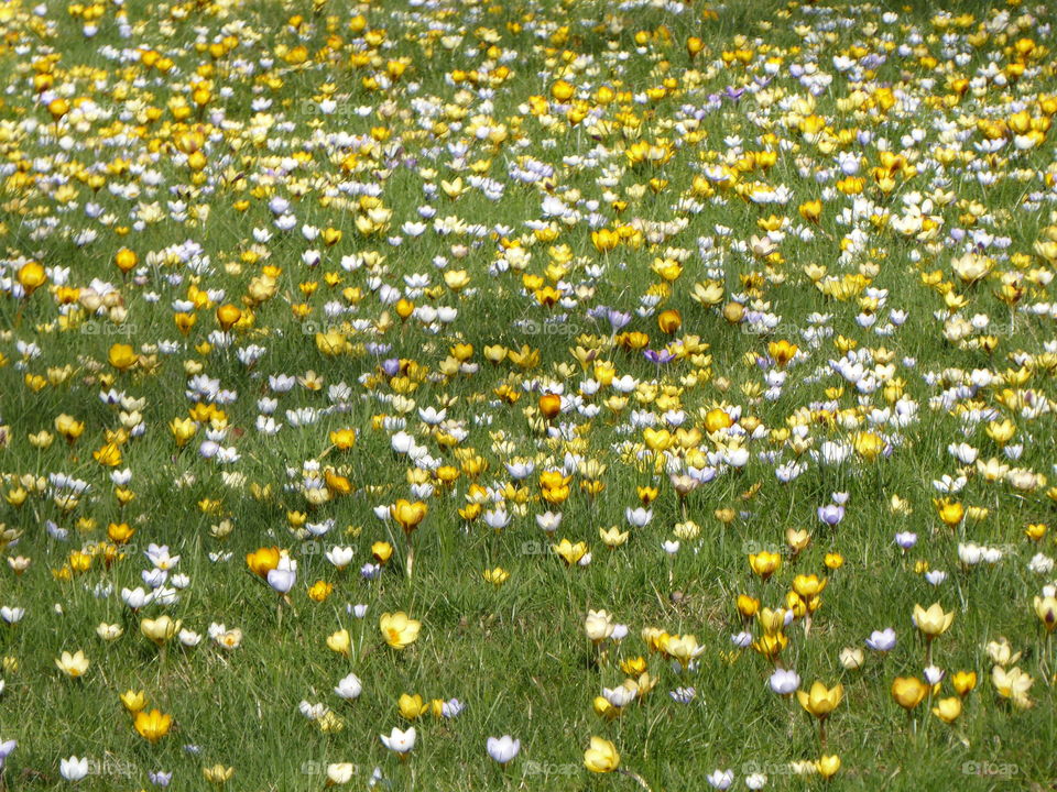 Spring - early blooming flowers