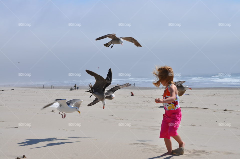 seagull beach