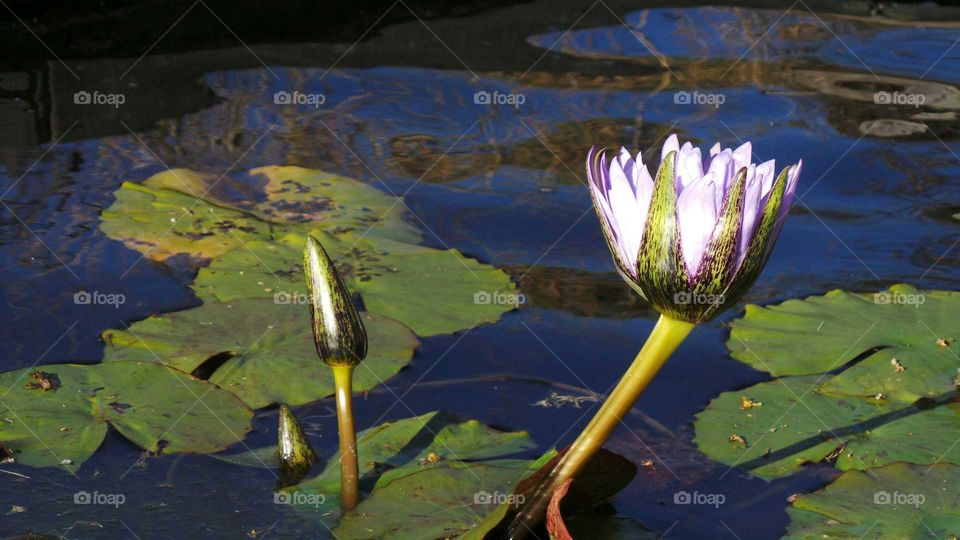 Lily flower in the water