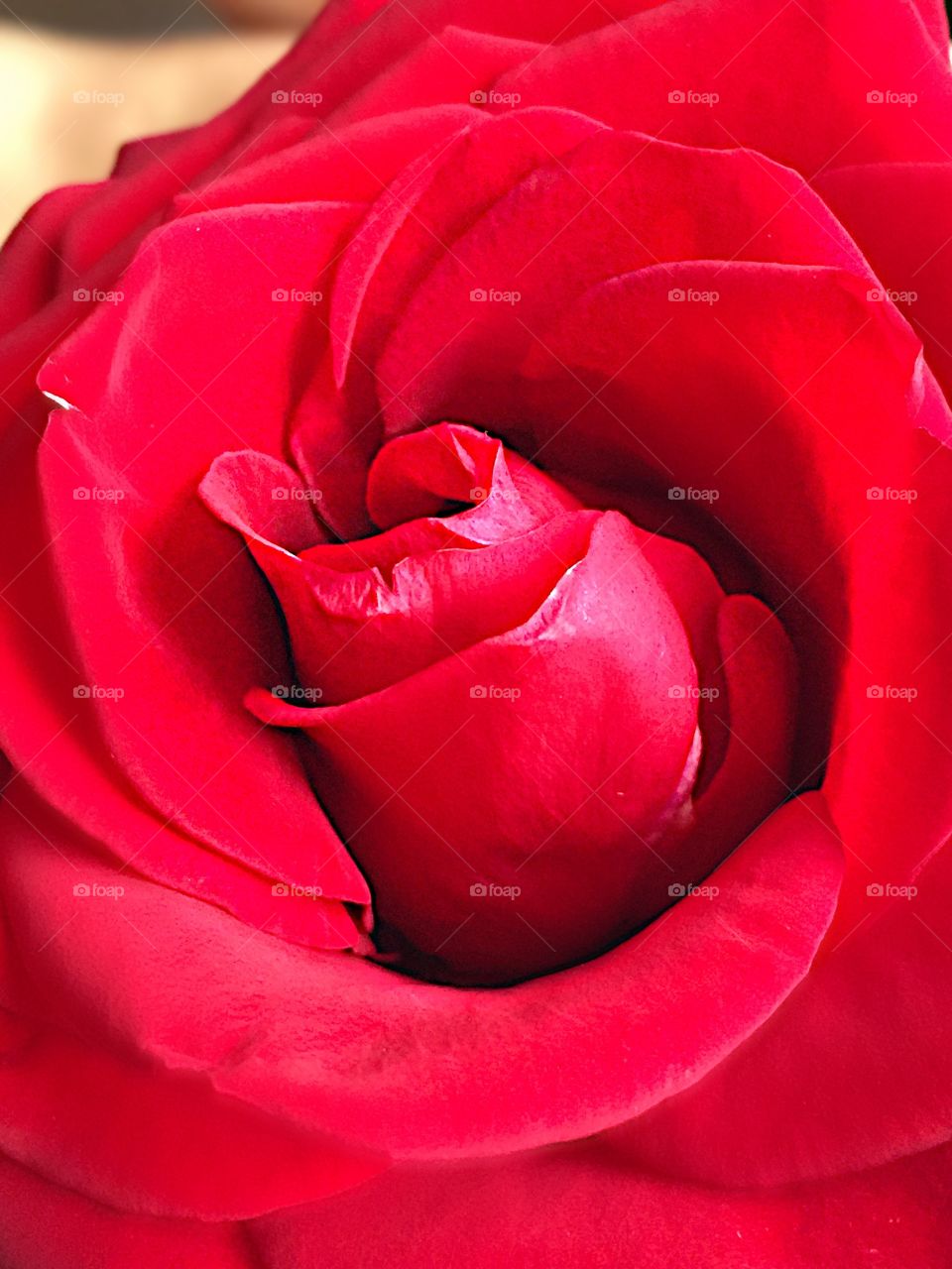 Closeup the red roses!