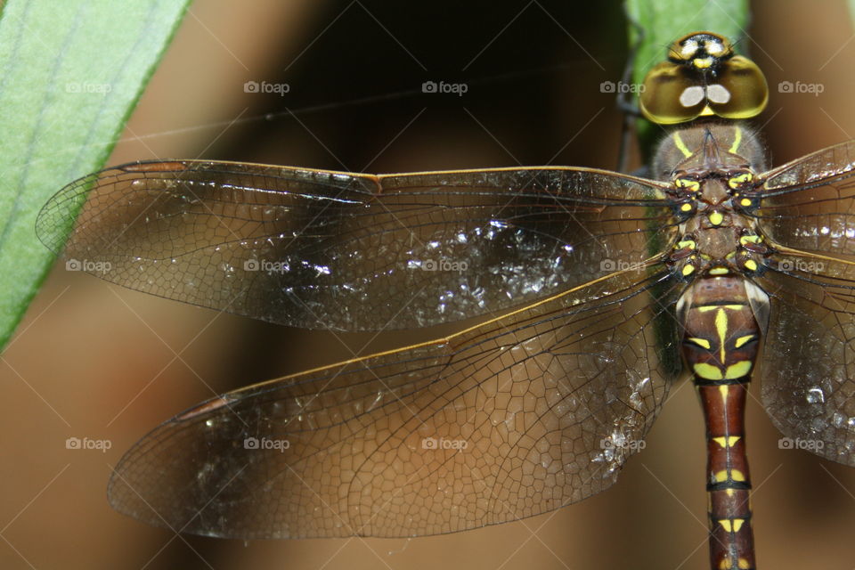 Insect, Dragonfly, Nature, No Person, Invertebrate