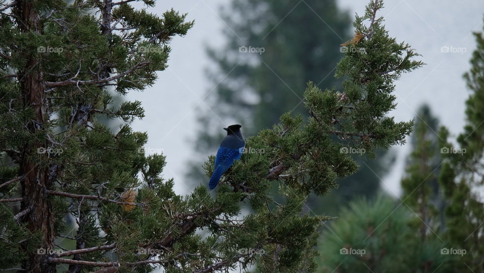 Black Crested Steller's Jay can be easily spotted in conifers in Western North America.