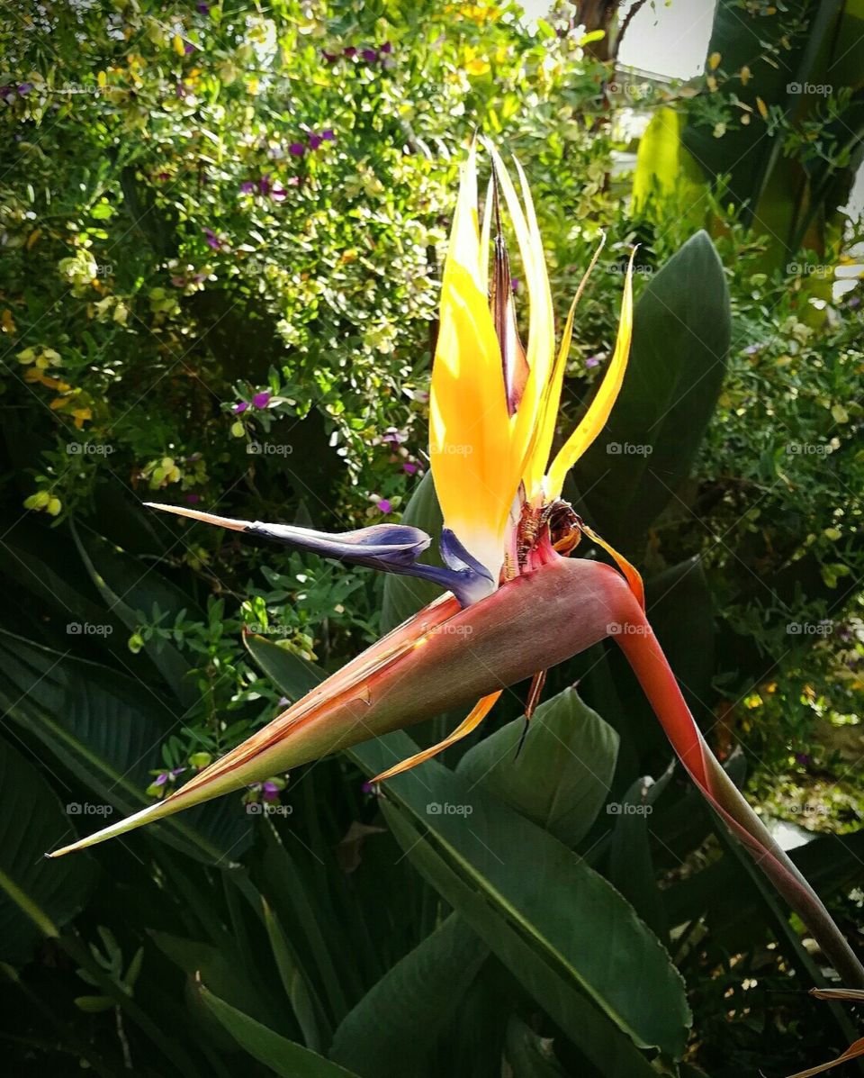 That's a unbelievable Flower from Africa. Look! It looks like a Bird. I love it!❤