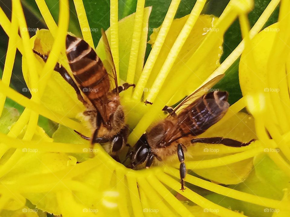 Two bees are collecting nectar.