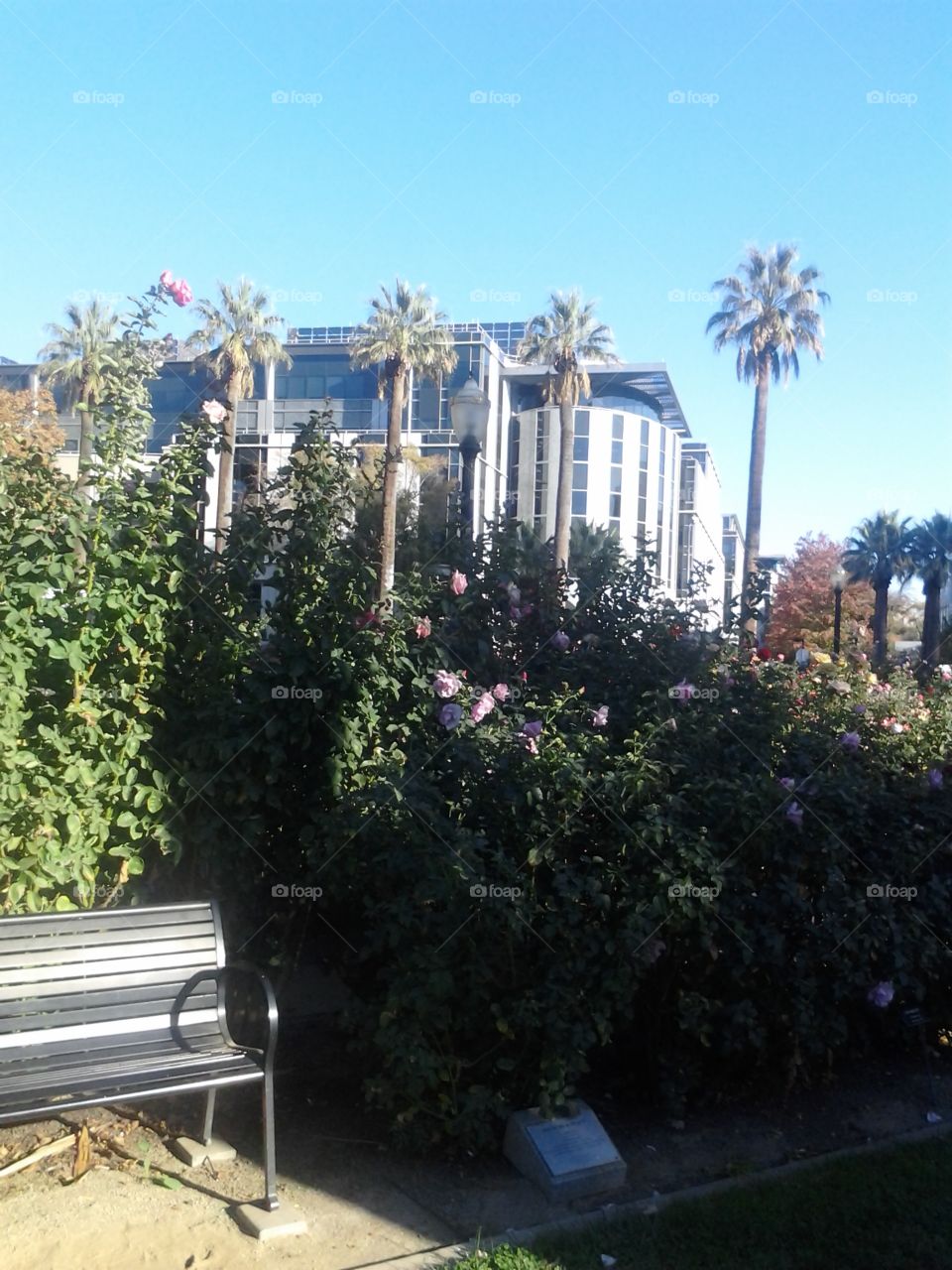Roses and palms. I was taking a walk through the park and I had to take a picture of this