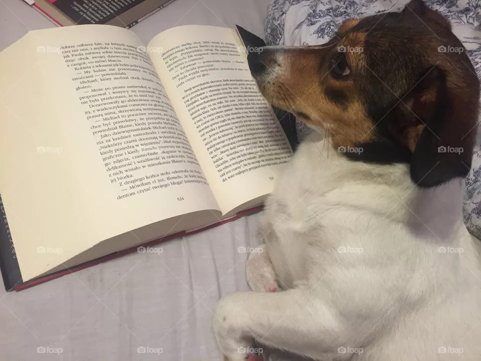 No Person, Dog, Mammal, Portrait, Book Bindings