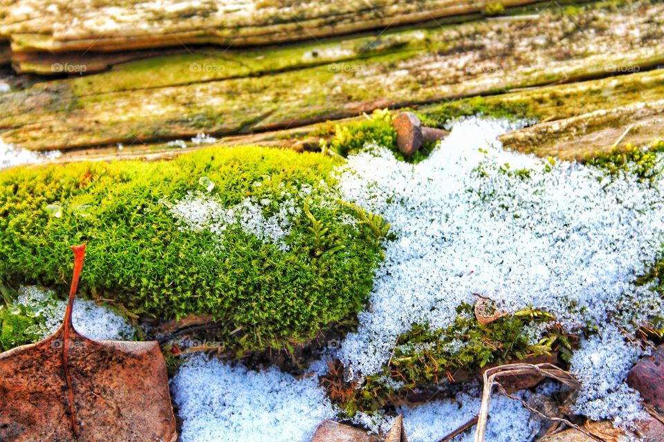 Frozen moss