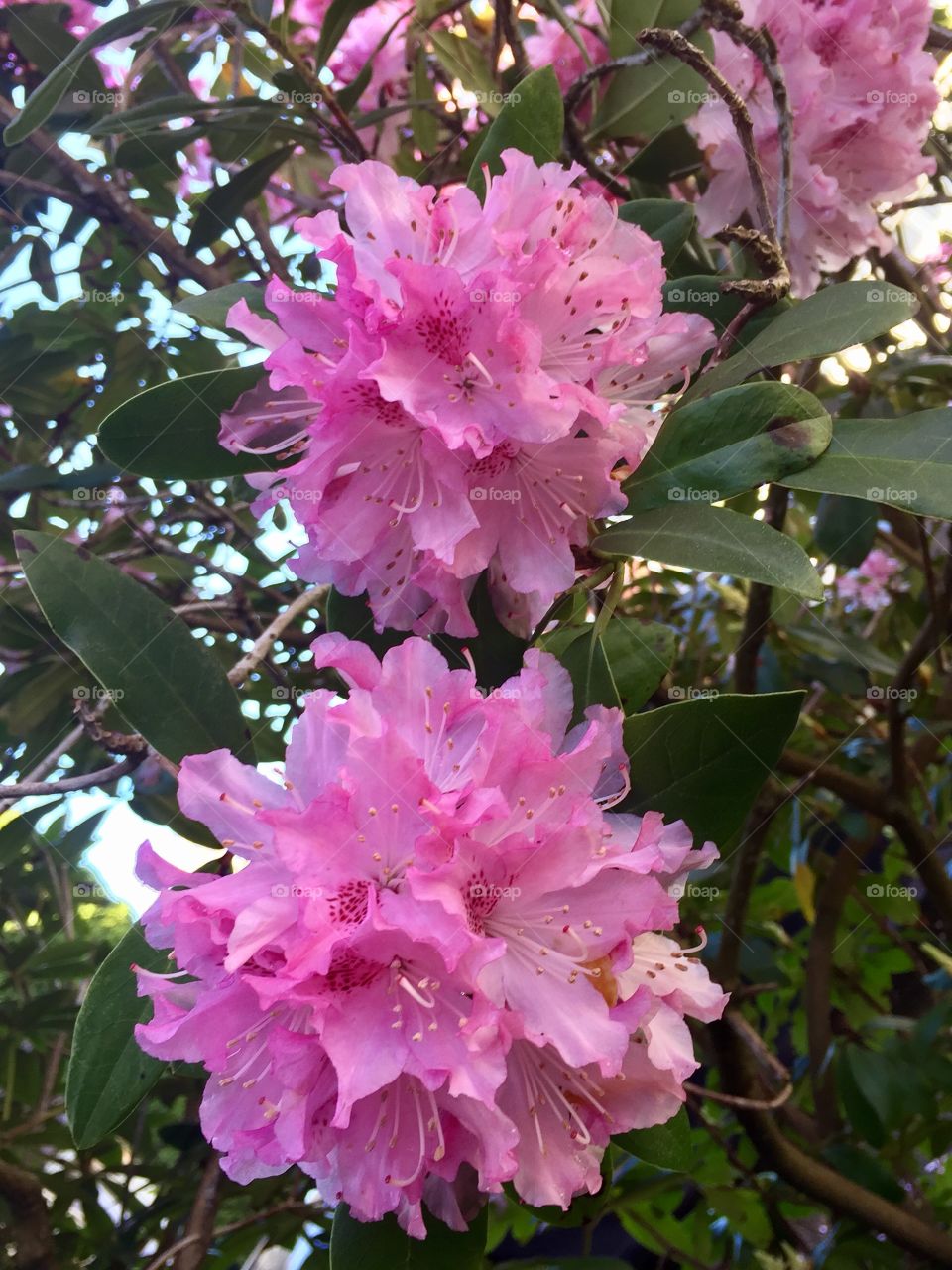 Pink rhododendron 