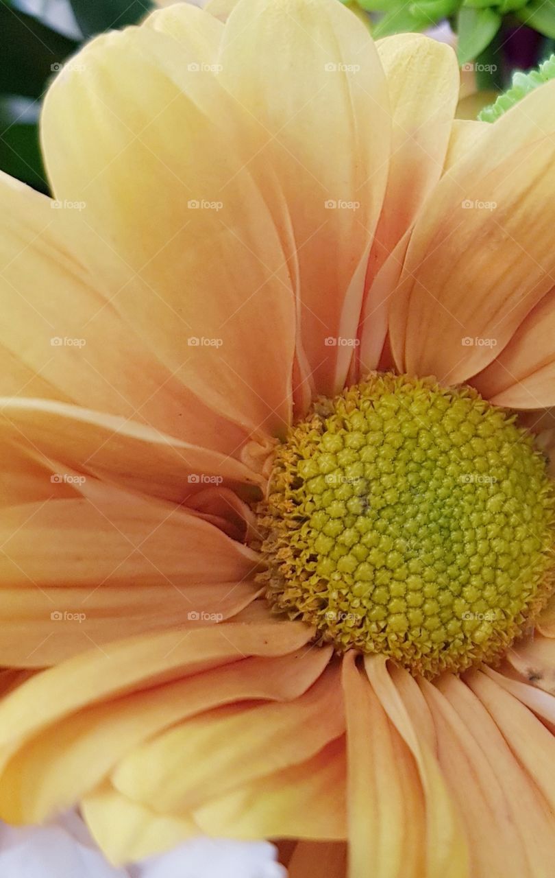 Yellow Crisantemun