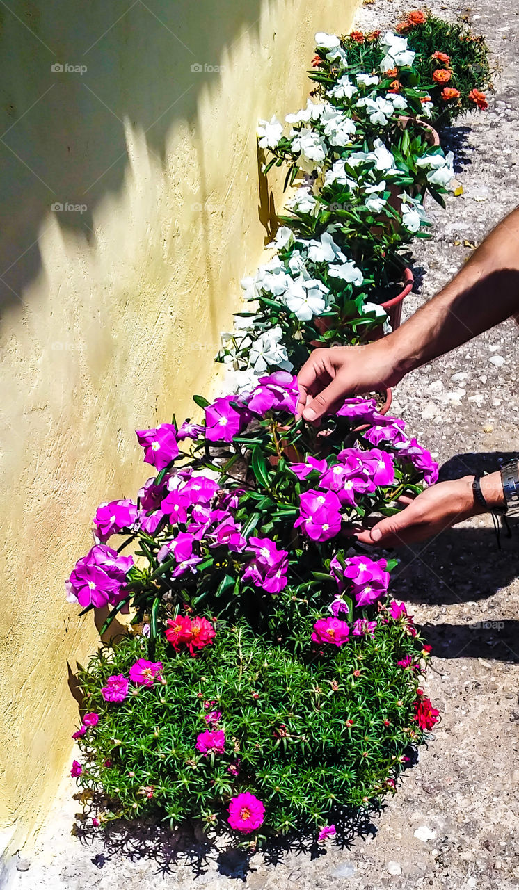 Person's hand touching flowers