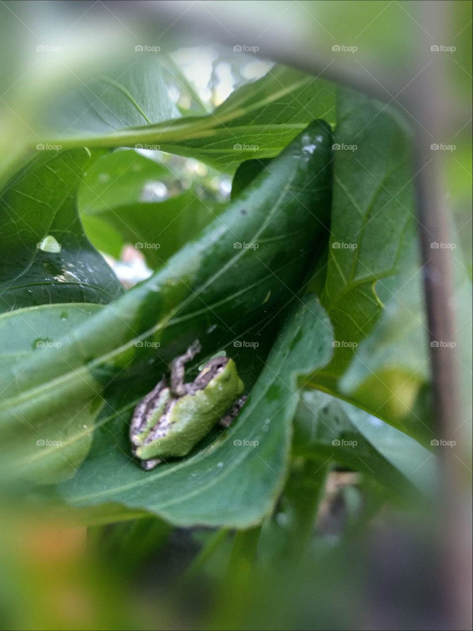 Small Green Tree Frog Hiding in Leaf